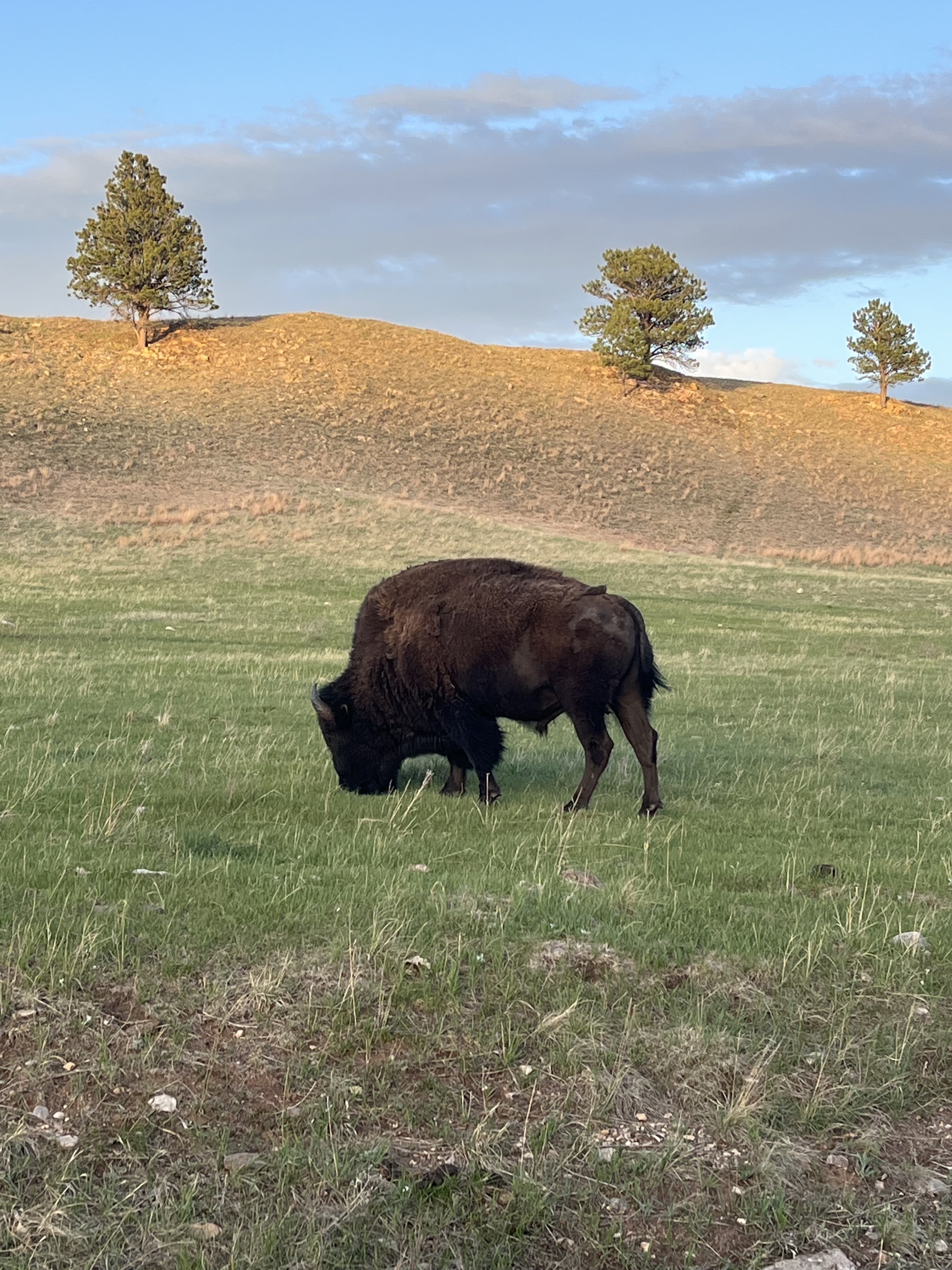 Buffalo in a field