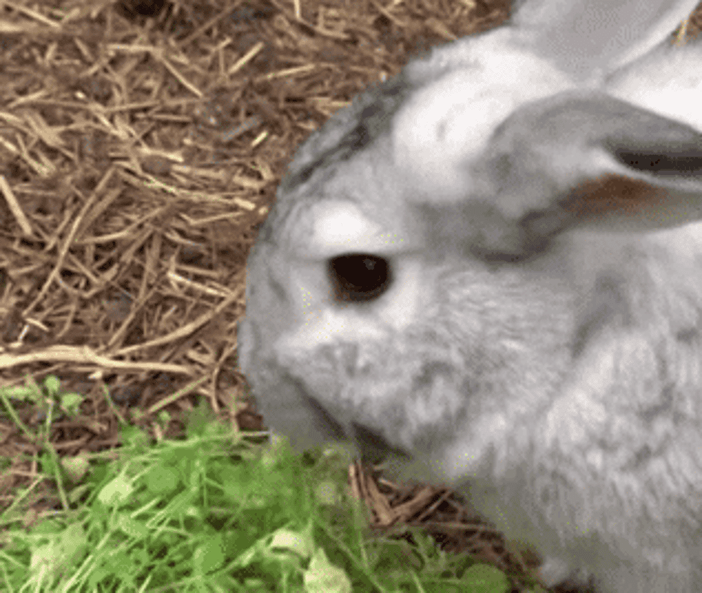 gif of rabbit eating food