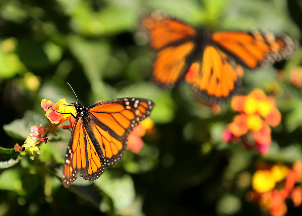 Monarch butterfly on flower
