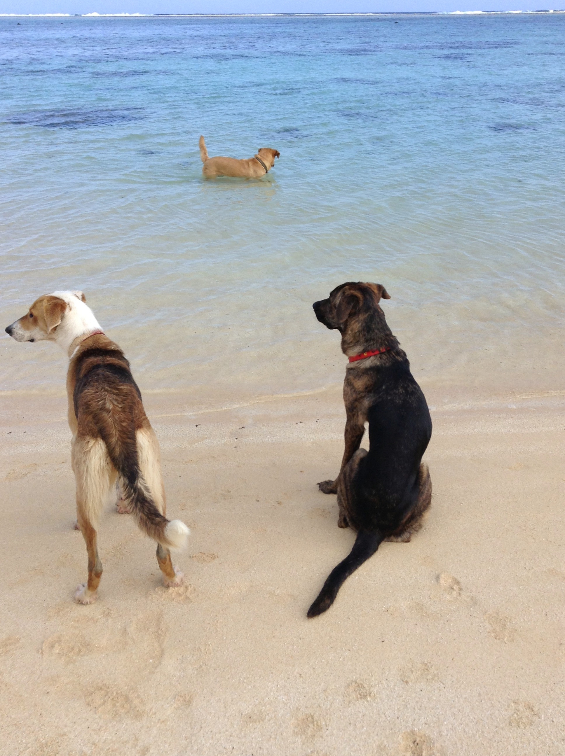 Dogs on a beach.