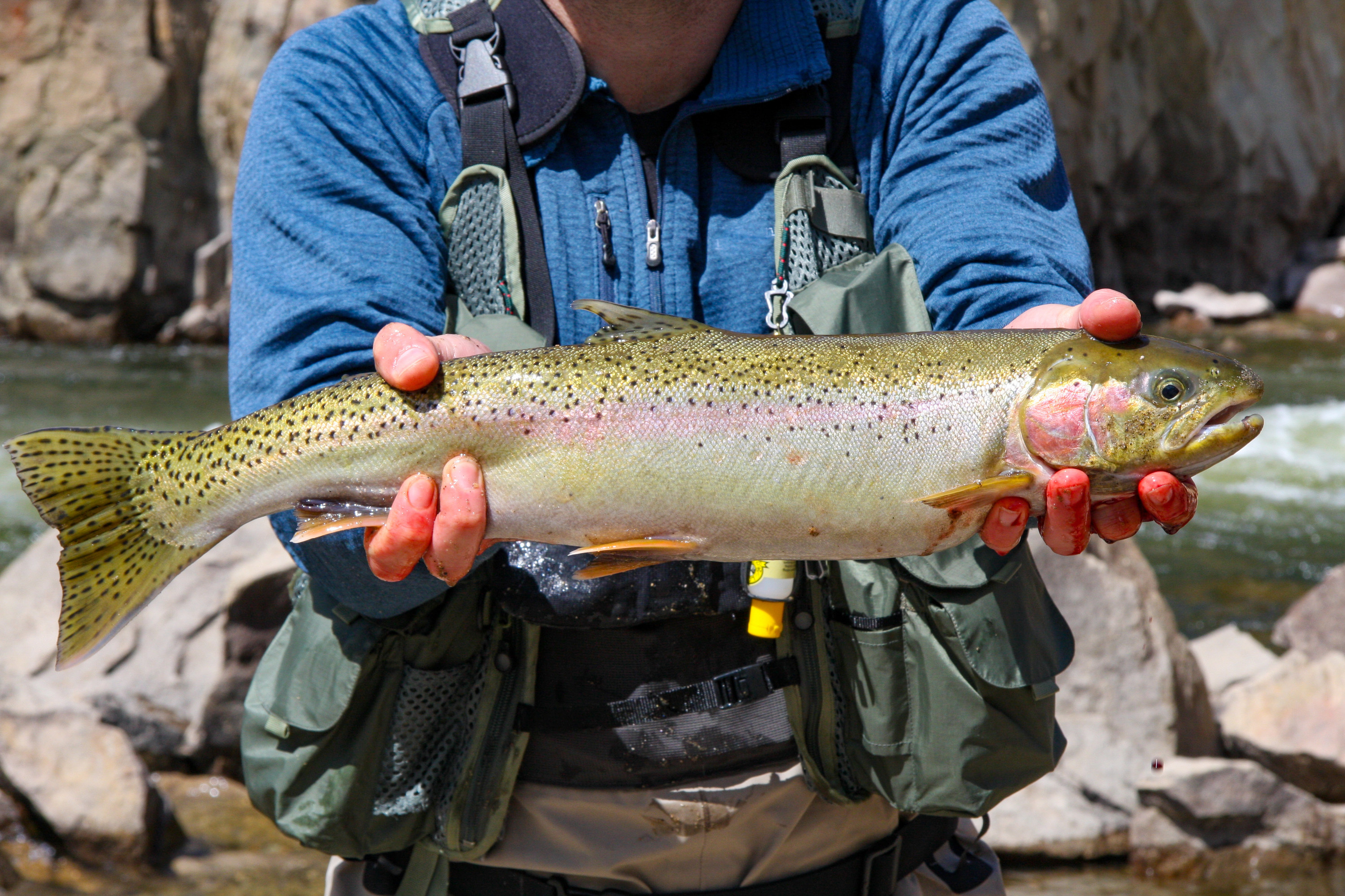 A fisherman holding up a fish he caught in Stanley, Idaho