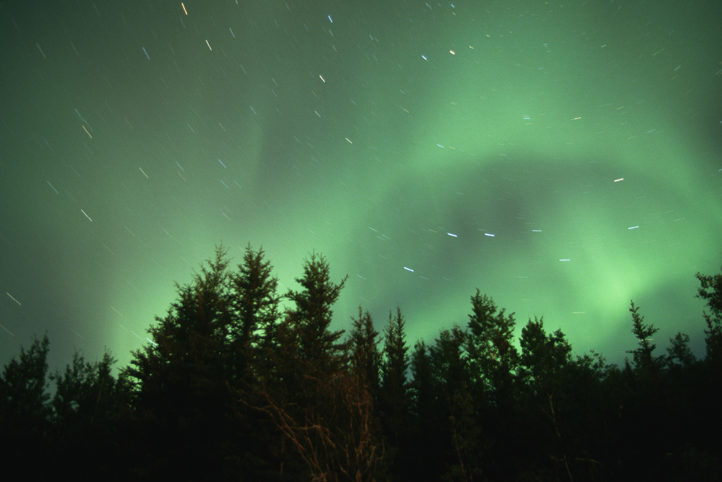 Wood Buffalo National Park at night with Northern lights above dark treeline.