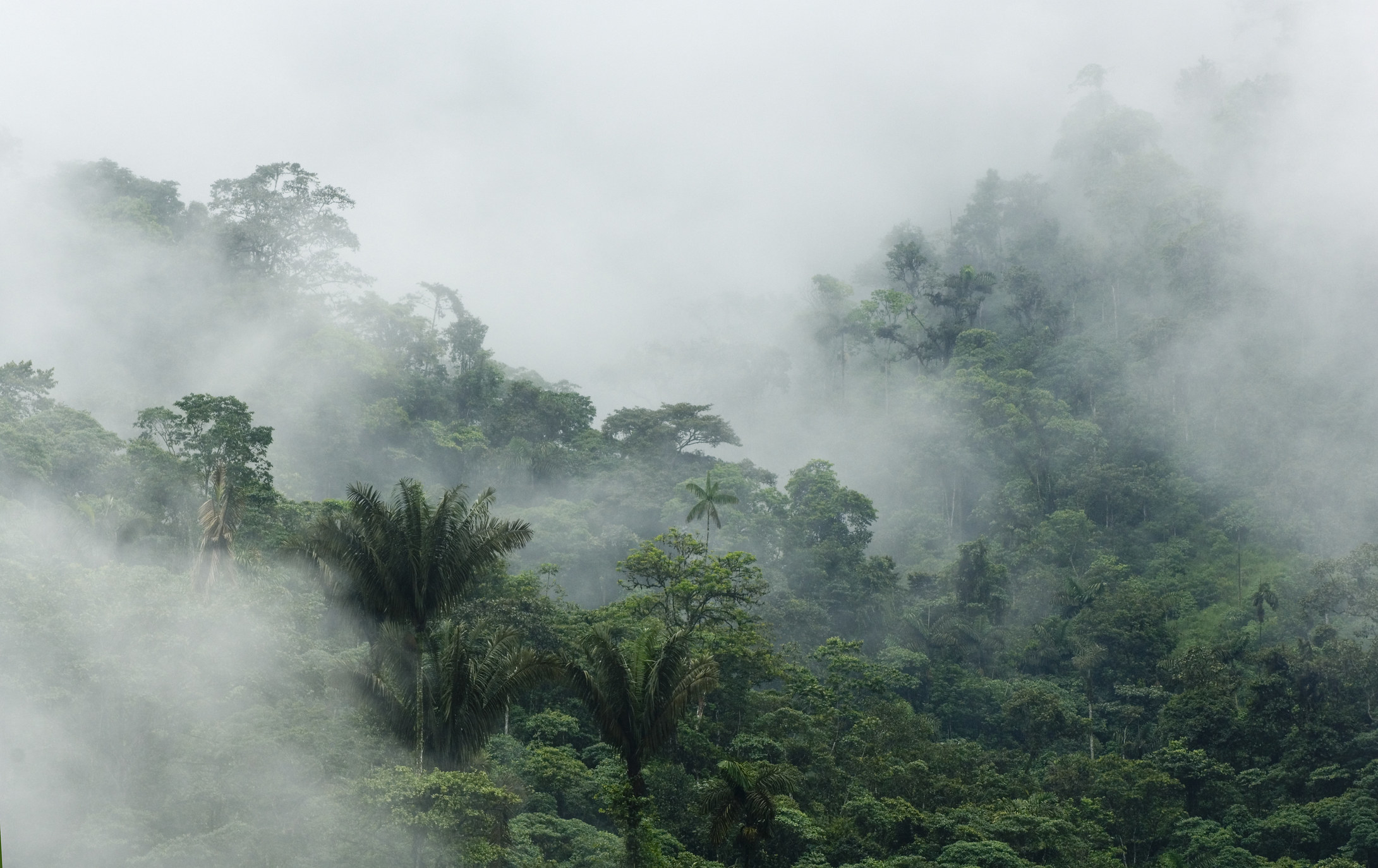 A cloudy rainforest.