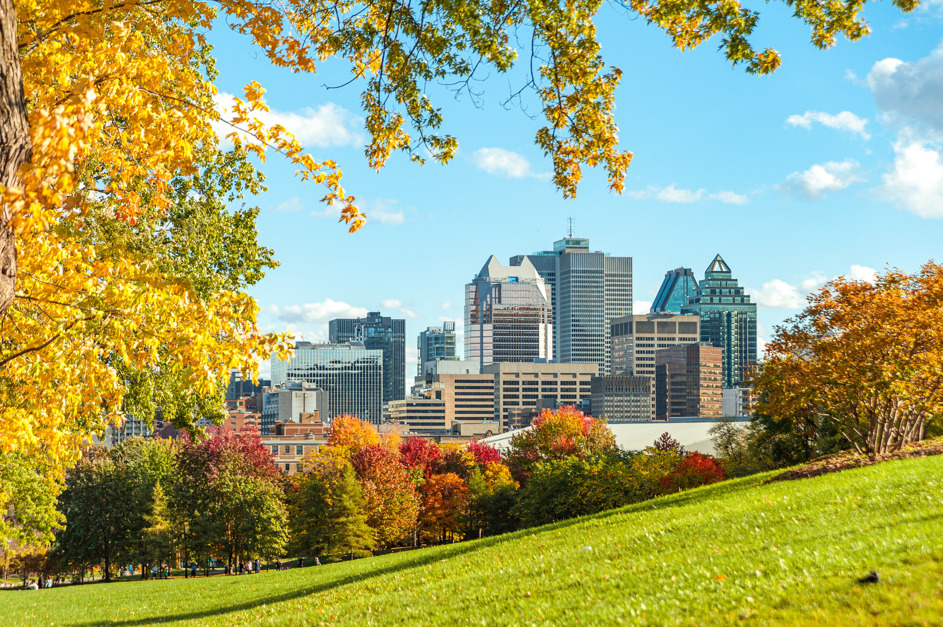 Public park during the autumn leaf color change and buildings in downtown Montreal