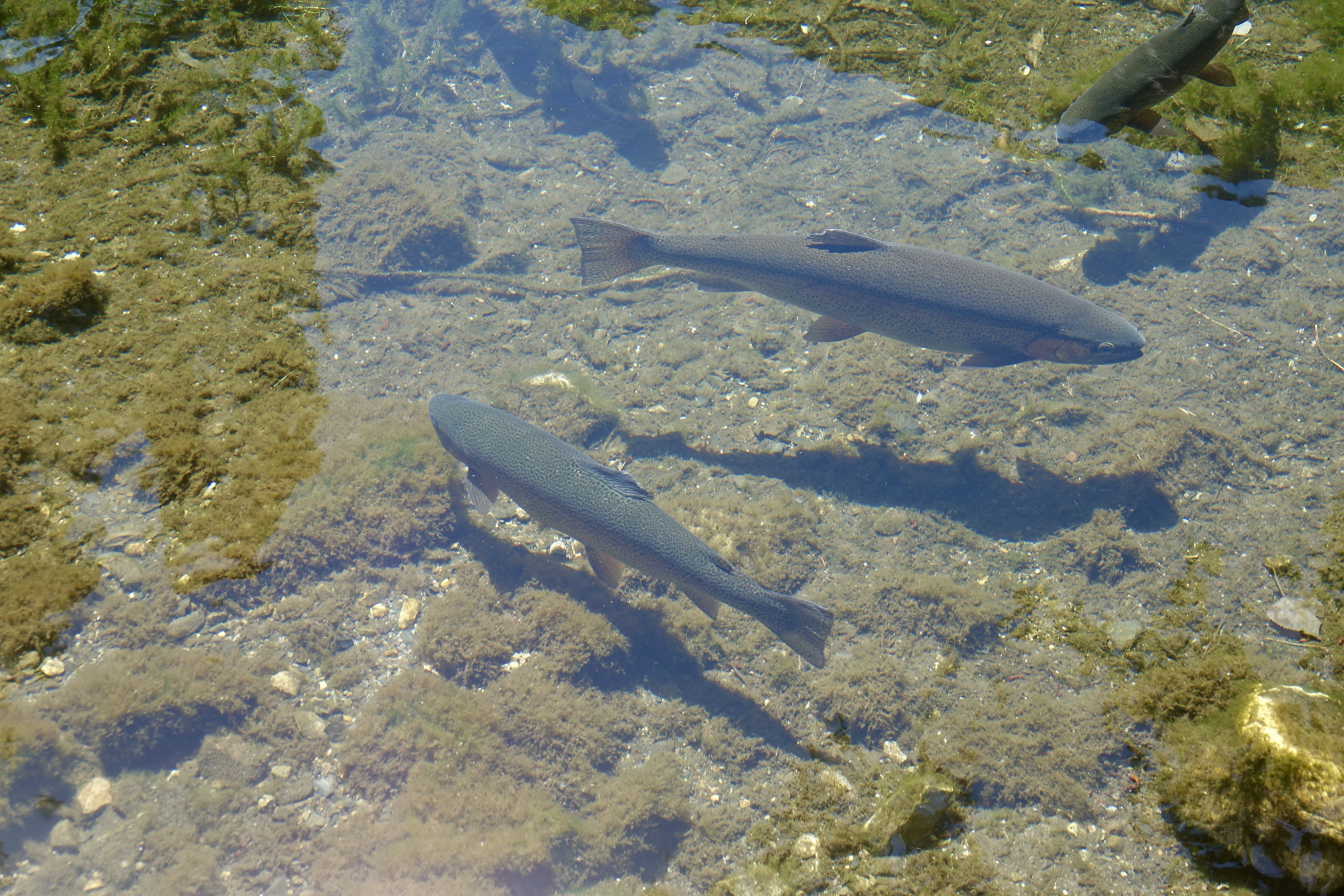 Trout in Lake June, California