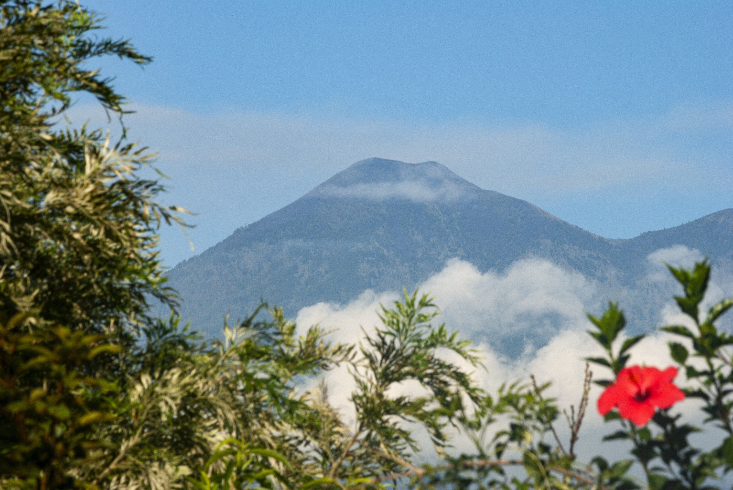 The Acatenango volcano, part of the volcanic chain in the Republic of Guatemala. A hibiscus flower in the foreground with foliage.