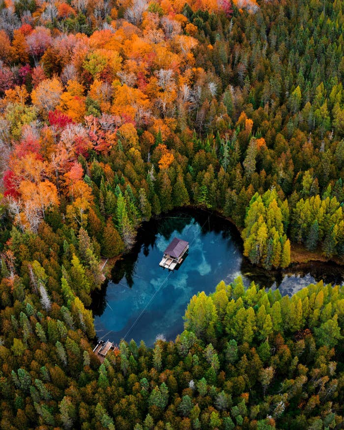 Aerial view of trees around lake
