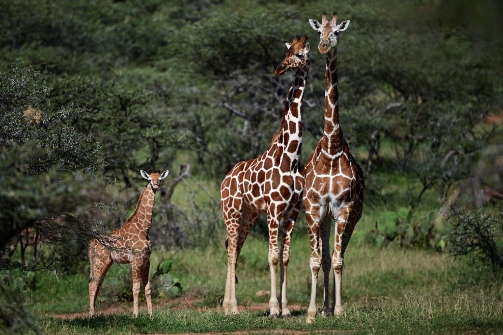 A giraffe family