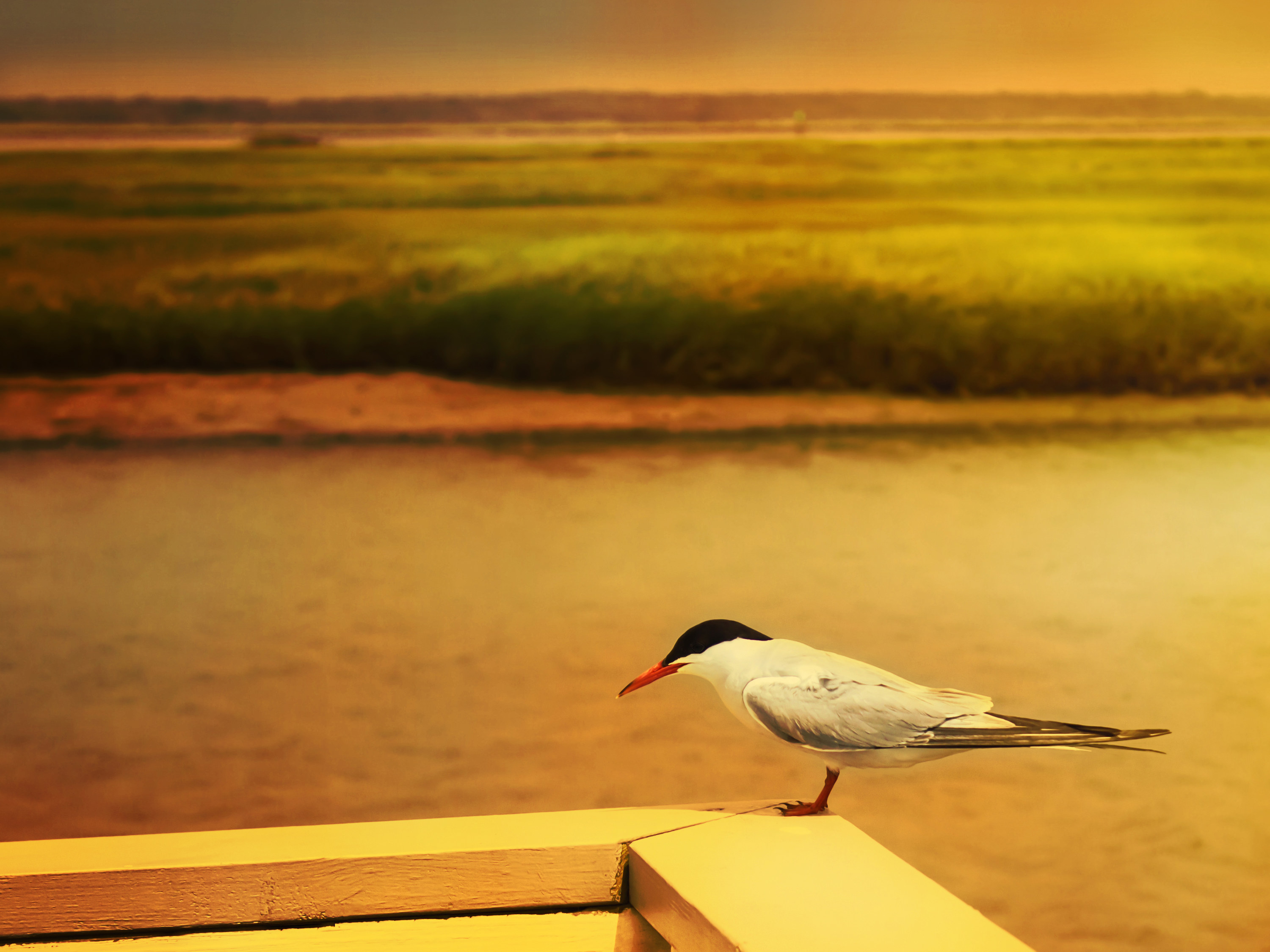 Dwarfish tern near the river, Harbor Bay, New Jersey, USA, photo