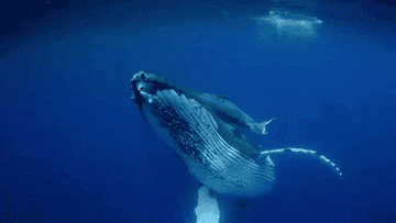 A humpback whale swimming