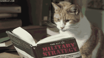 cat flipping through a book