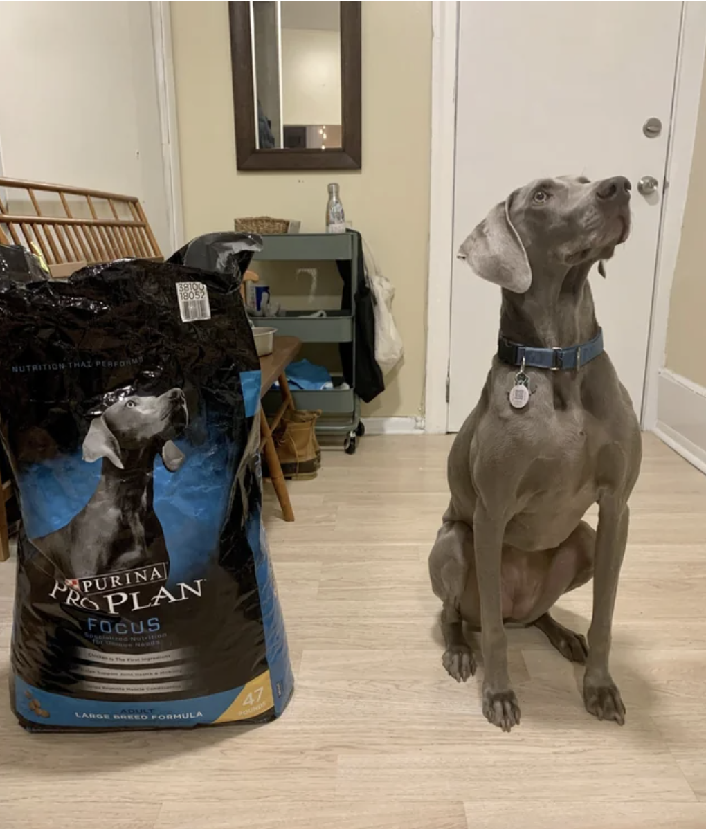 dog next to his look alike on the dog food bag