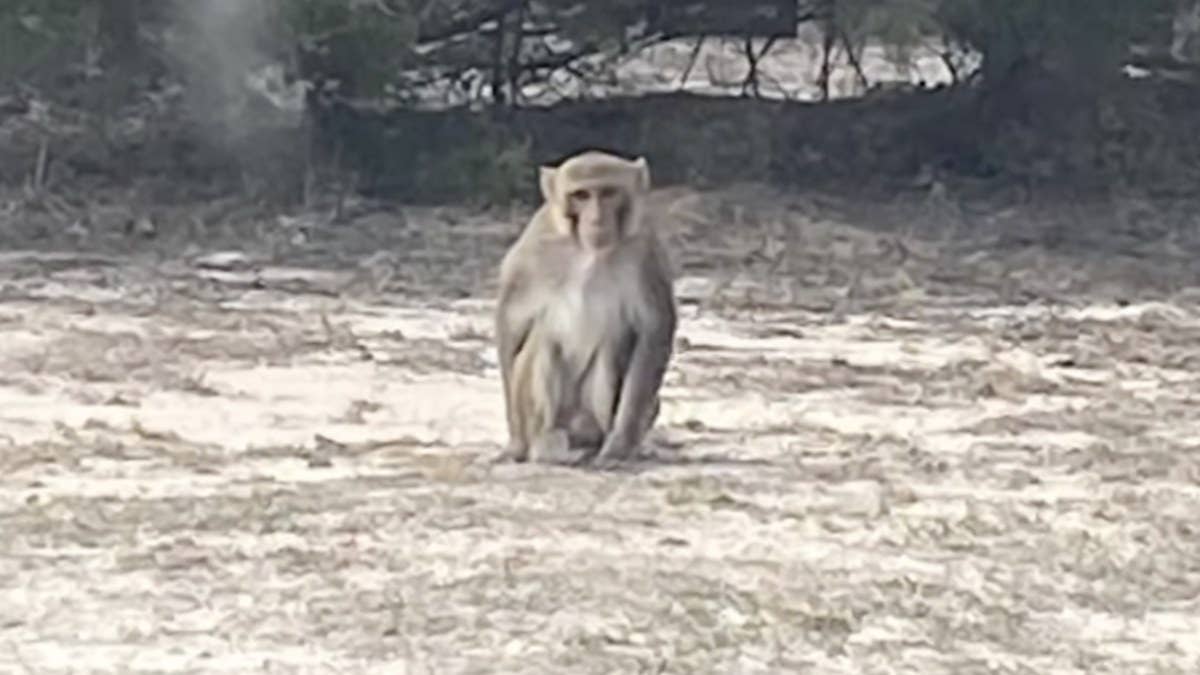 A pet monkey was shot and killed in Oklahoma after escaping its owner's home. The monkey went on to attack a woman and ripped off a portion of her ear.