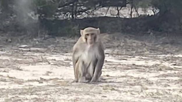 A pet monkey was shot and killed in Oklahoma after escaping its owner's home. The monkey went on to attack a woman and ripped off a portion of her ear.