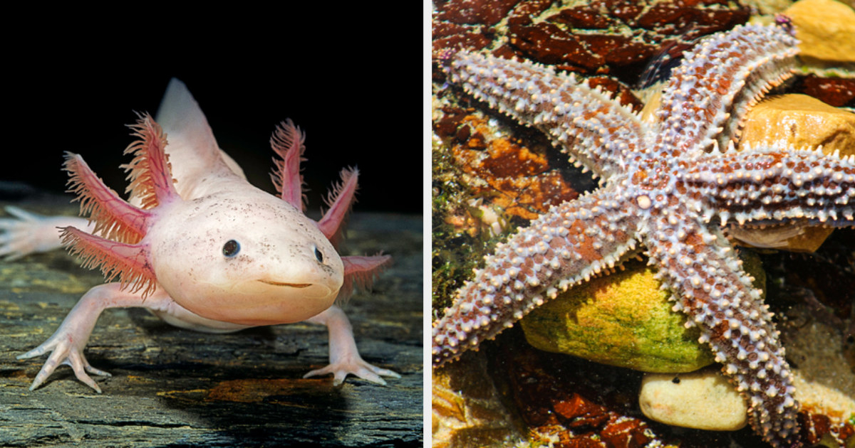 A starfish
