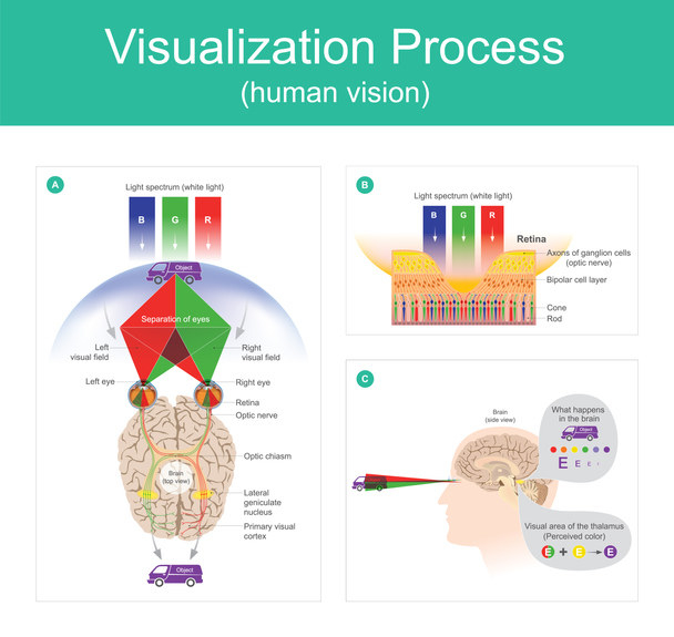 Visualization Process