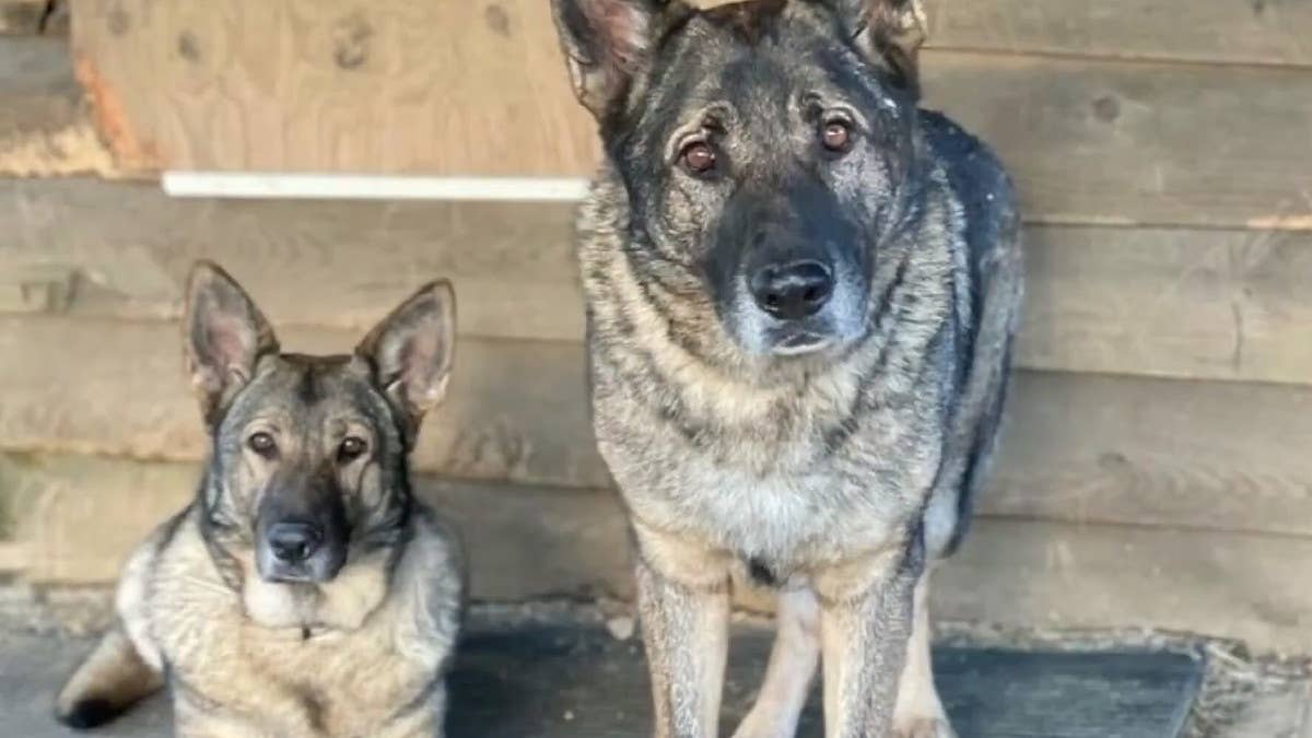 61-year-old hunter Michael Konschak has been charged after he admitted to killing and skinning two German shepherds he believed were coyotes.