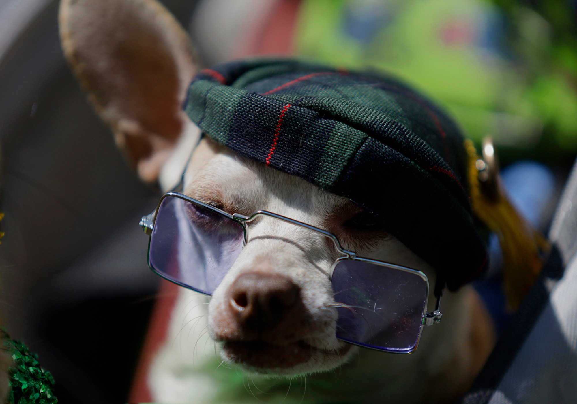 A dog in a green plaid cap and sunglasses