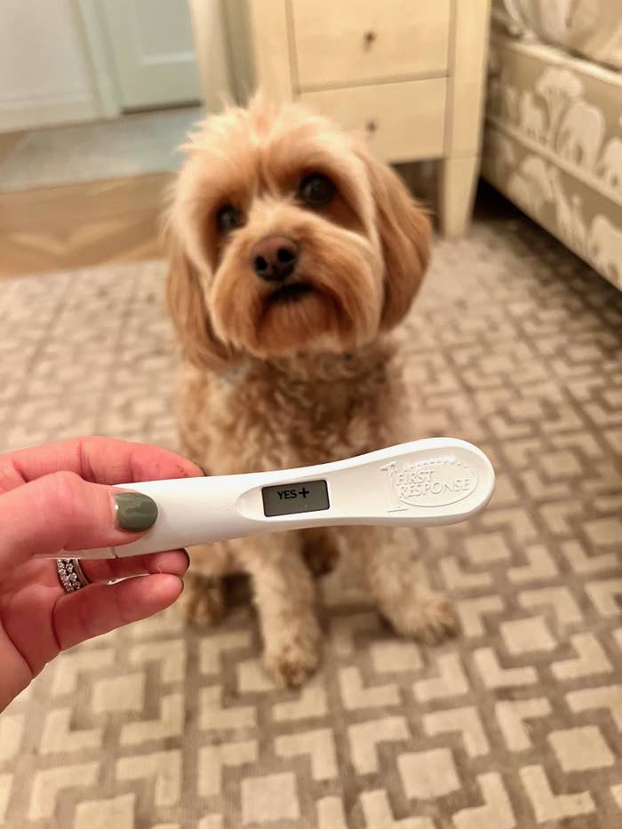 My dog with a positive pregnancy test result.