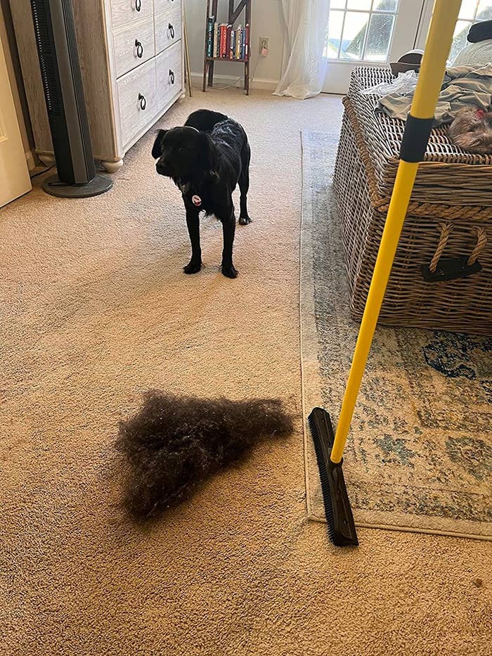 Yellow and black rake next to pile of hair sweeped up from carpet, black lab in the background