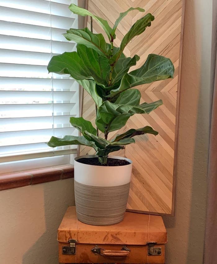 a reviewer photo of the fiddle leaf fig plant