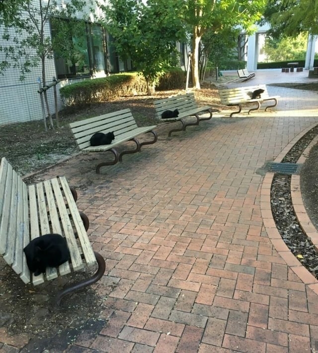 Black cats sitting on benches