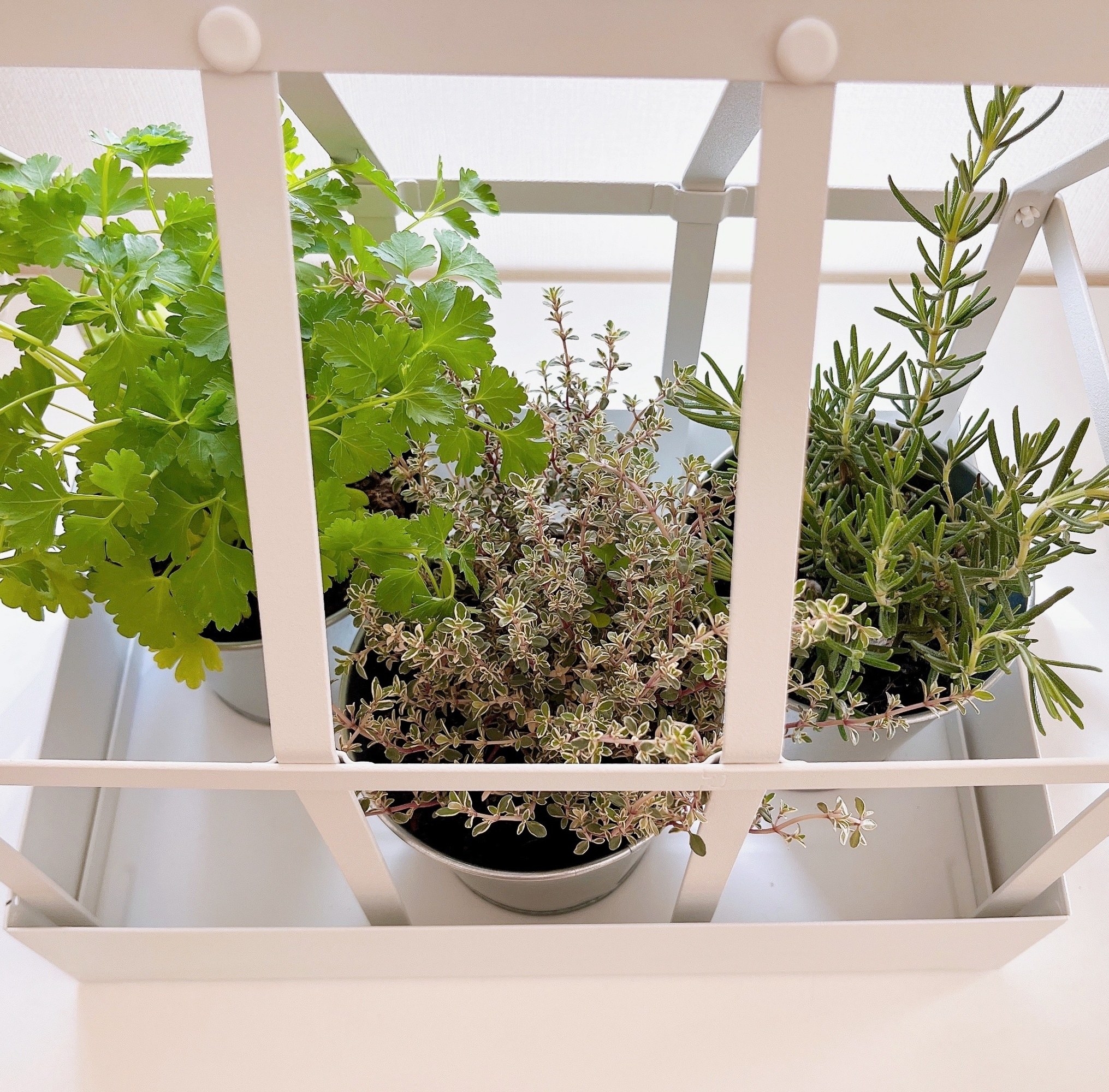 IKEA（イケア）のおすすめ「SENAPSKÅL／セナープスコール デコレーション グリーンハウス」