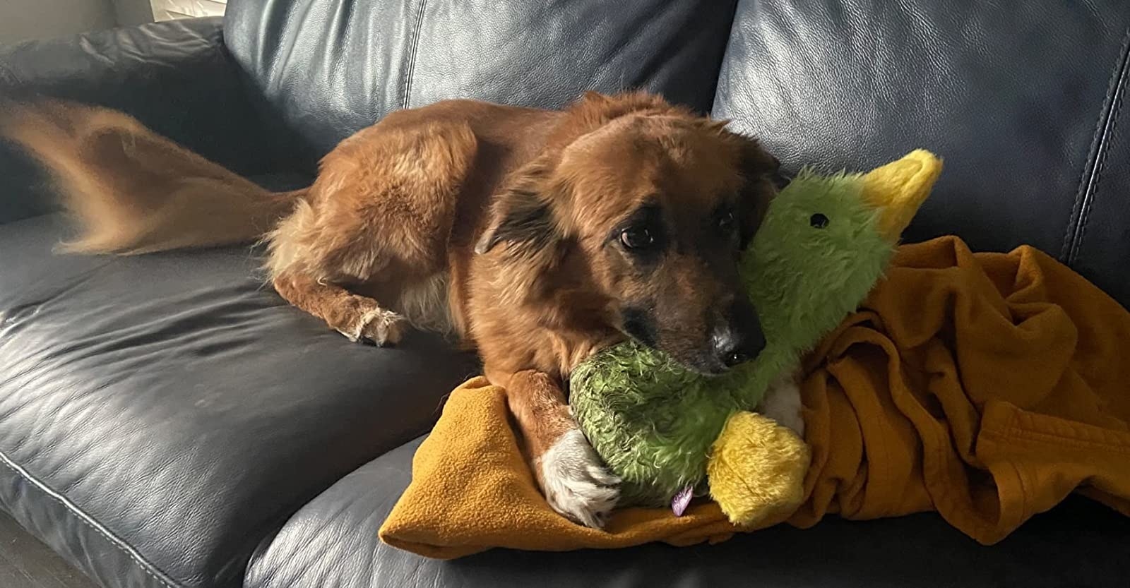 Brown dog cuddling green duck plush toy