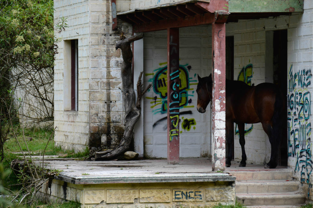 An abandoned house with a horse in front of it