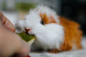 guinea pig