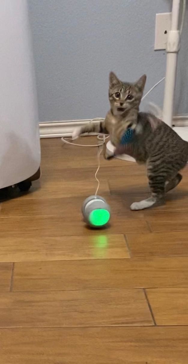Striped cat playing with gray robotic cat toy