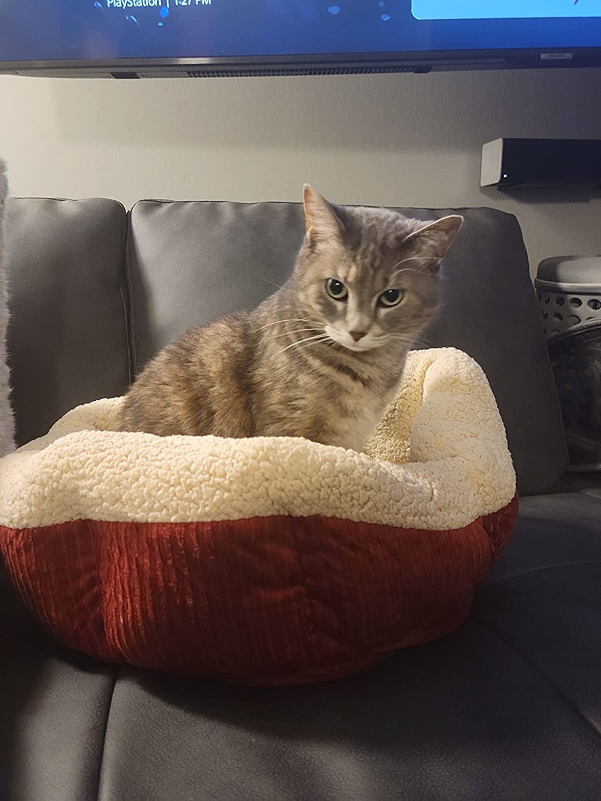 Gray cat in red and white pet bed