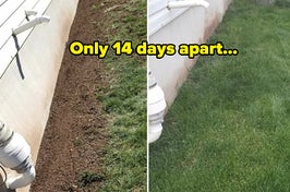 A reviewer's patchy lawn before using the product / A reviewer's lush lawn after using the product
