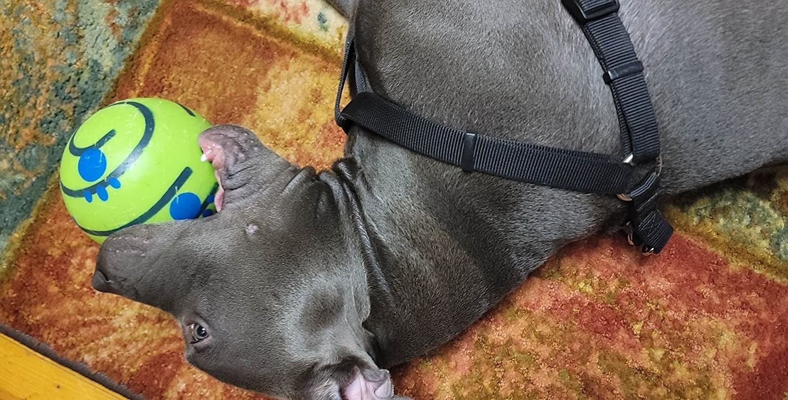 Gray dog playing with green wobble wag giggle ball