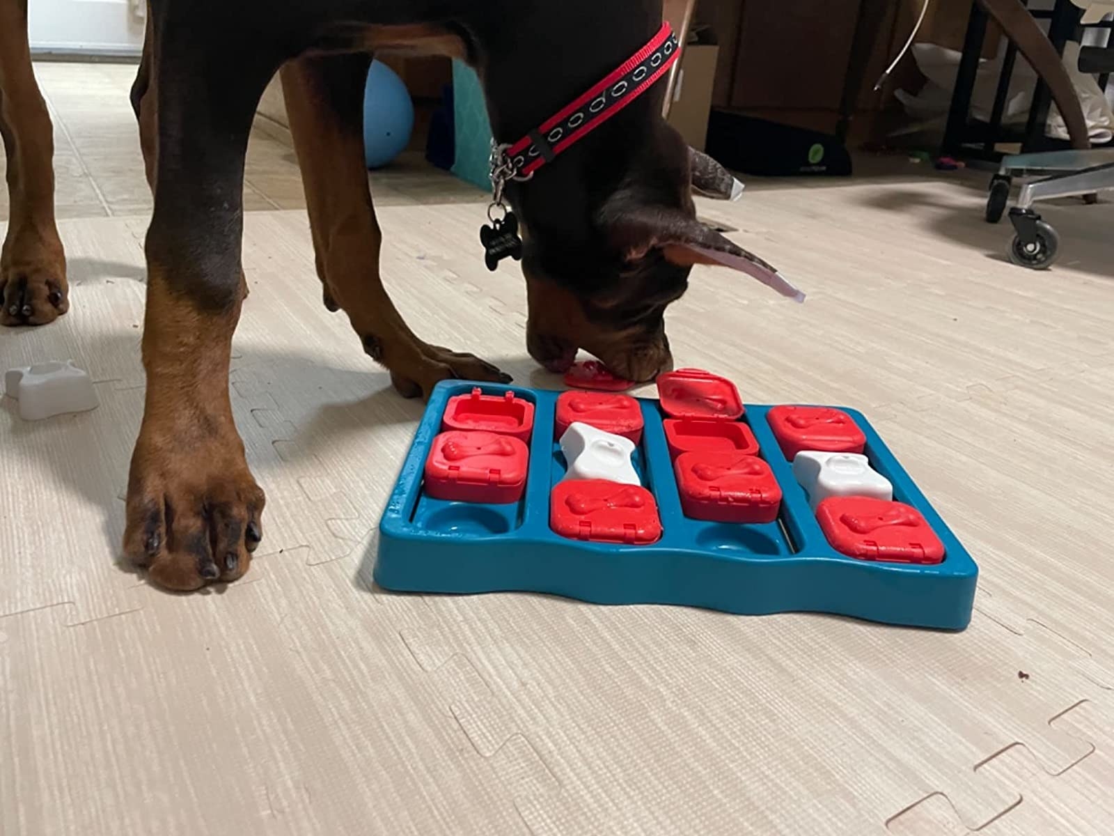 Black and brown dog playing with blue, red, and white puzzle toy