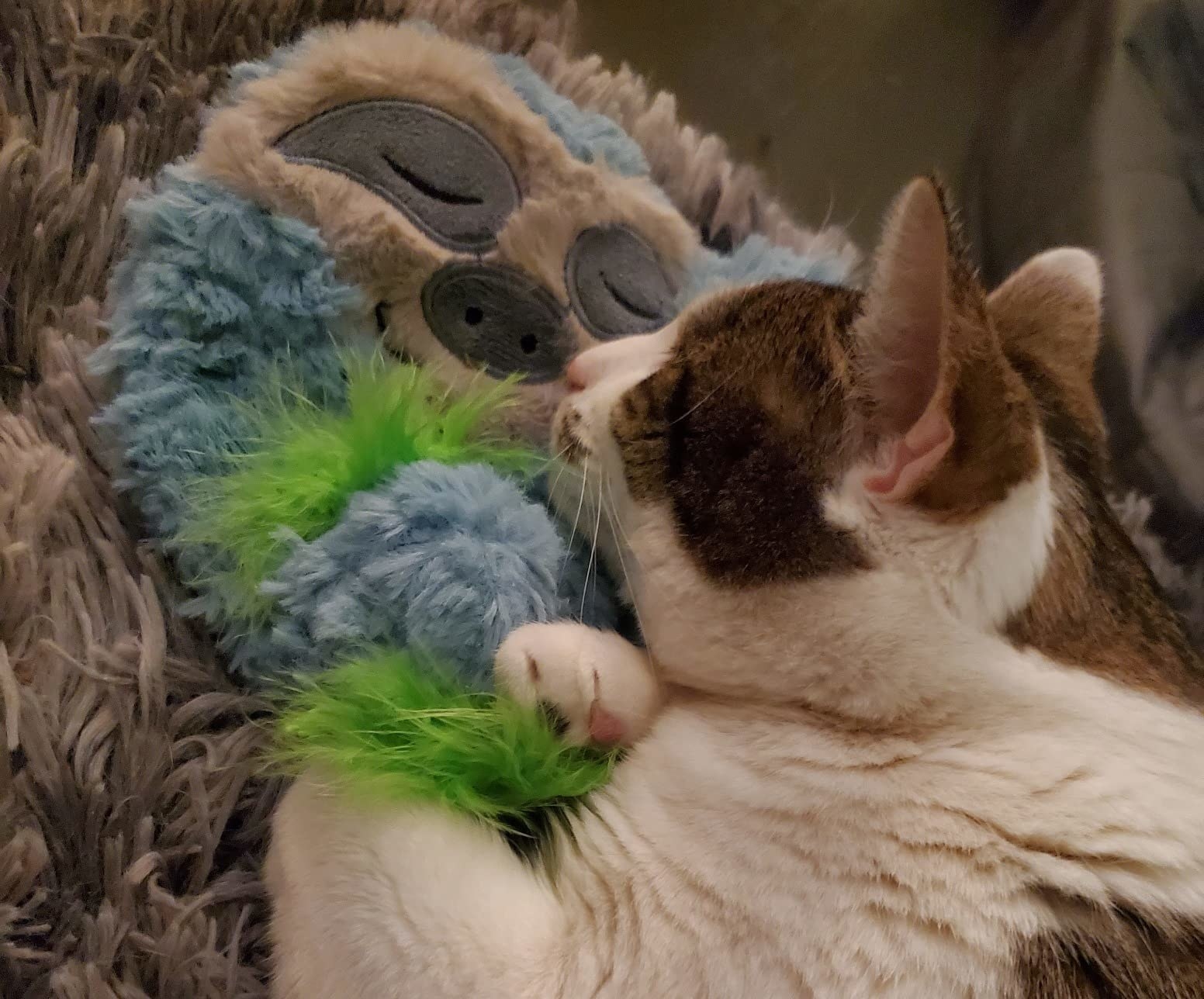 White and brown cat snuggling next to blue sloth toy