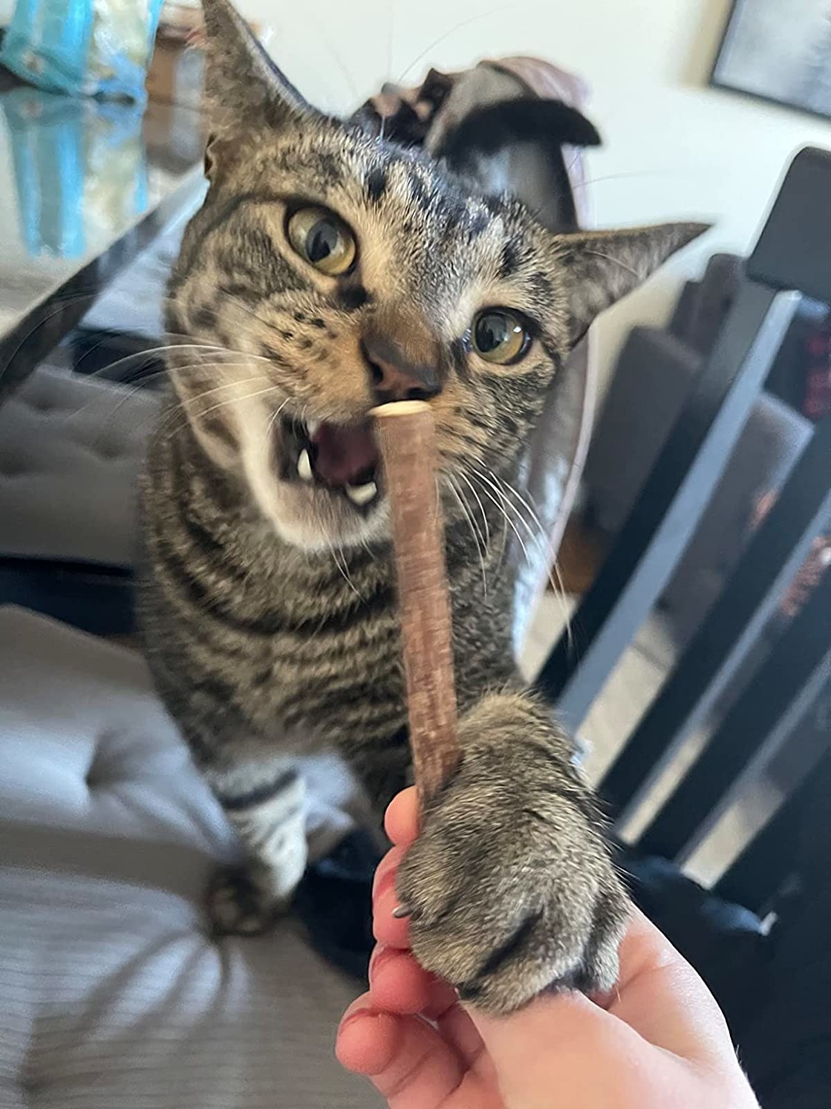 Black and brown striped cat chewing on stick