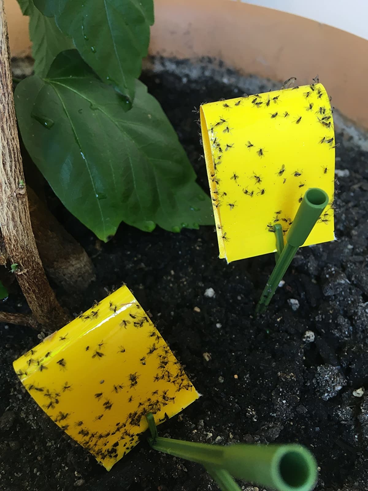 Reviewer&#x27;s photo of the bug traps covered with bugs