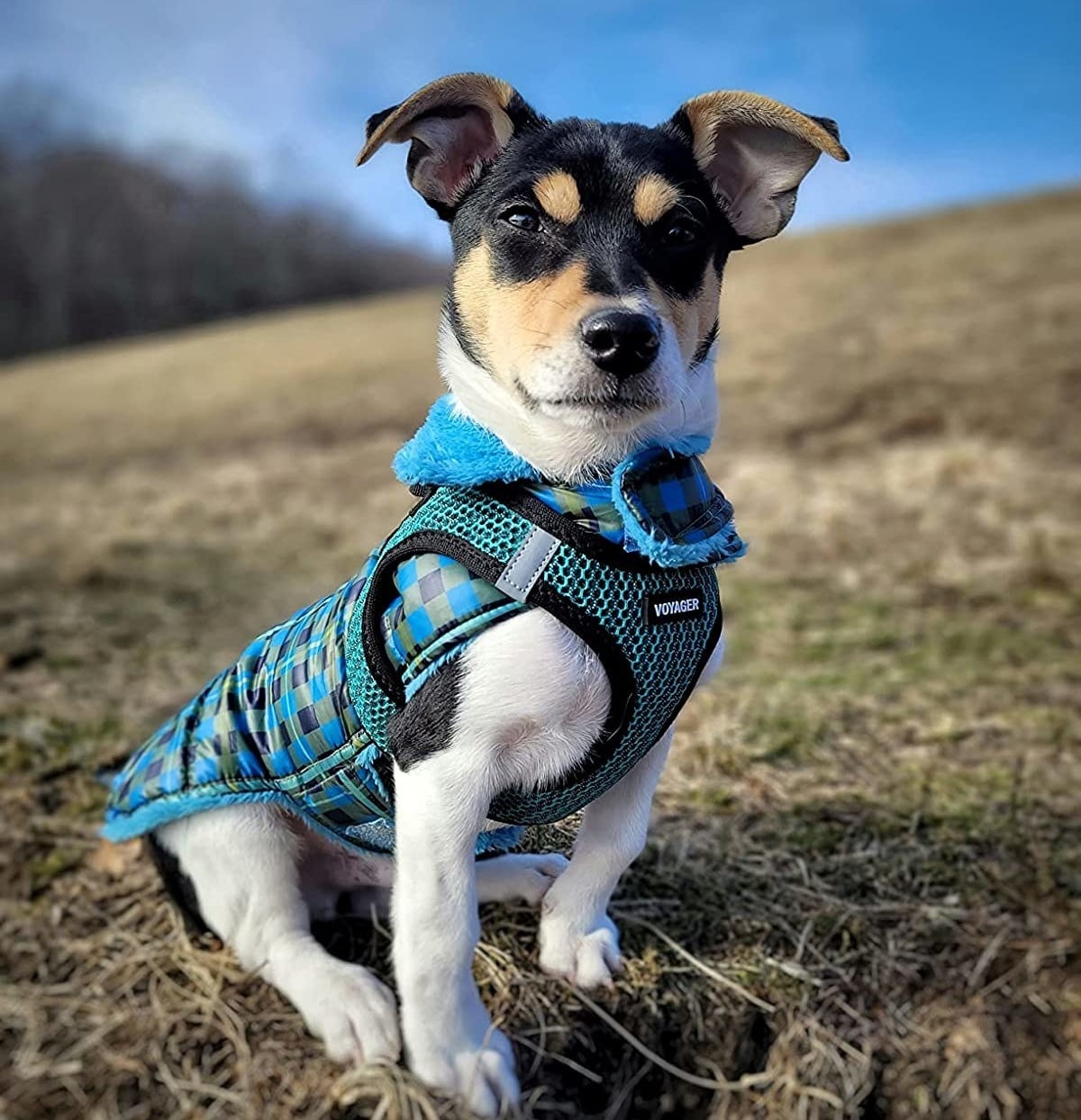 Reviewer image of their dog wearing the blue harness