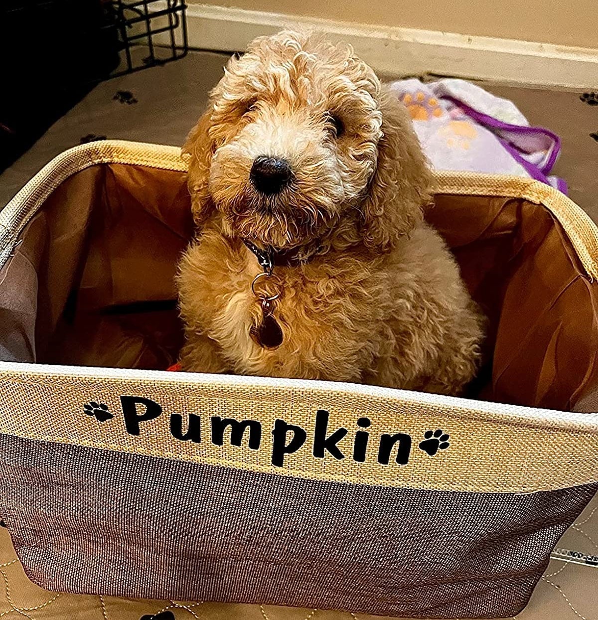 Reviewer image of their dog Pumpkin sitting in the toy basket