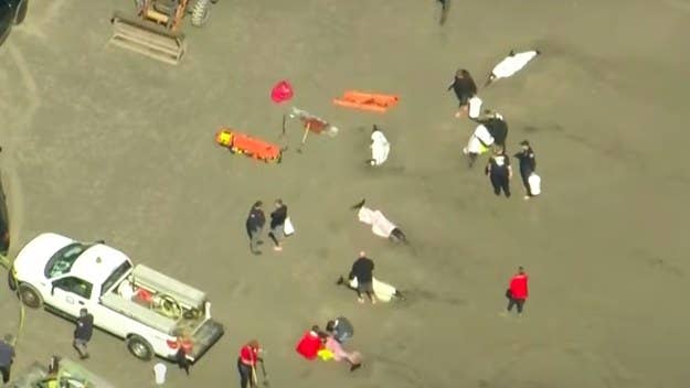 The pod of eight dolphins ultimately died after washing ashore in the New Jersey area. Of the eight, six were euthanized due to their grave conditions.