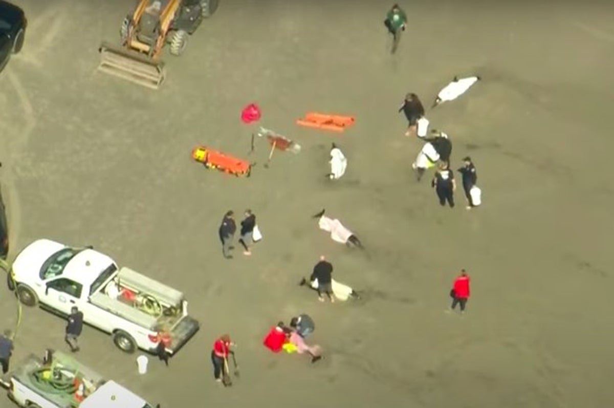 NJ dolphins beached: 8 dolphins dead after mass stranding event in