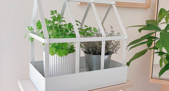 IKEA(イケア)のおすすめ「SENAPSKÅL/セナープスコール デコレーション グリーンハウス」