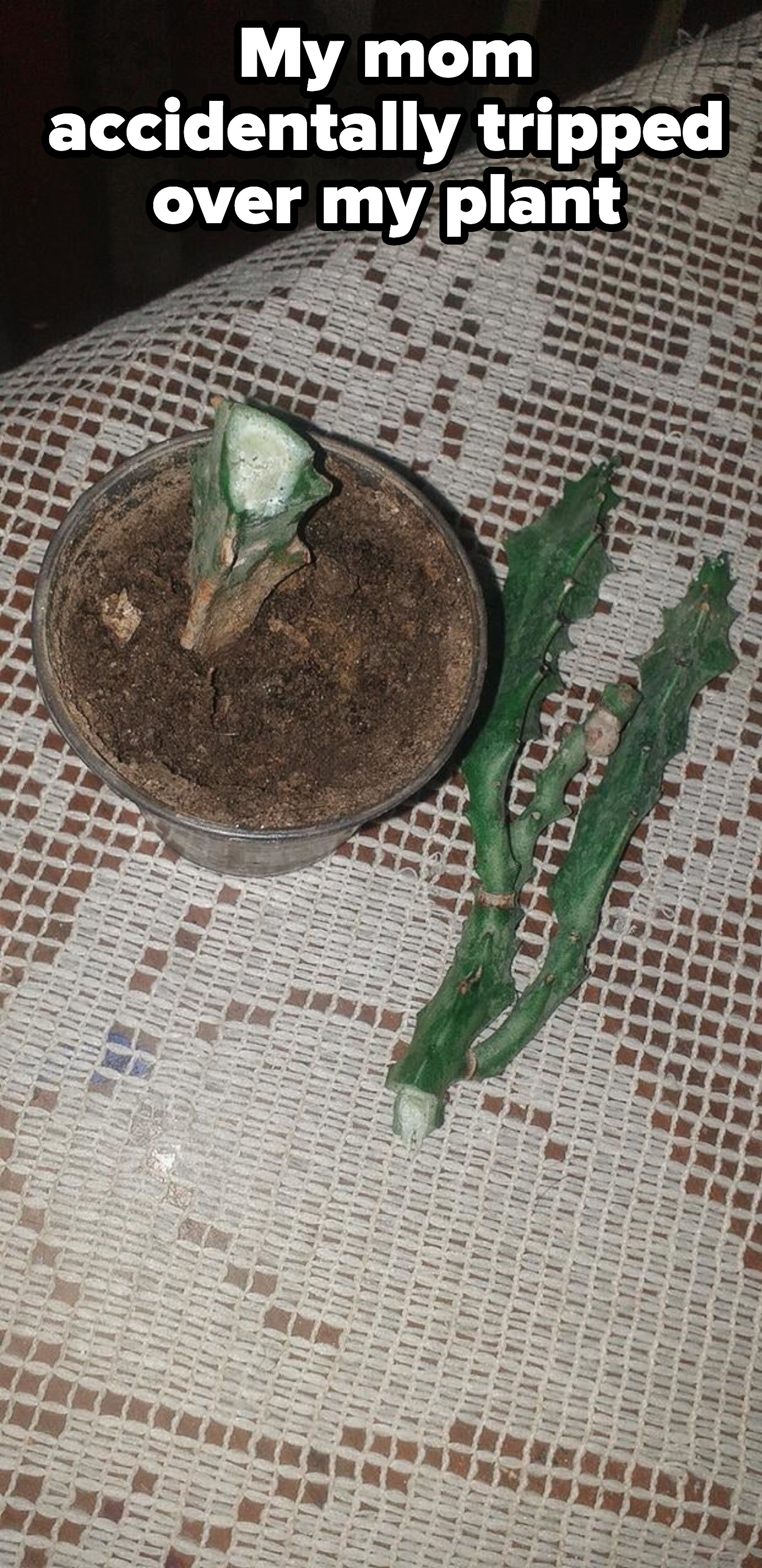 A broken/dead plant