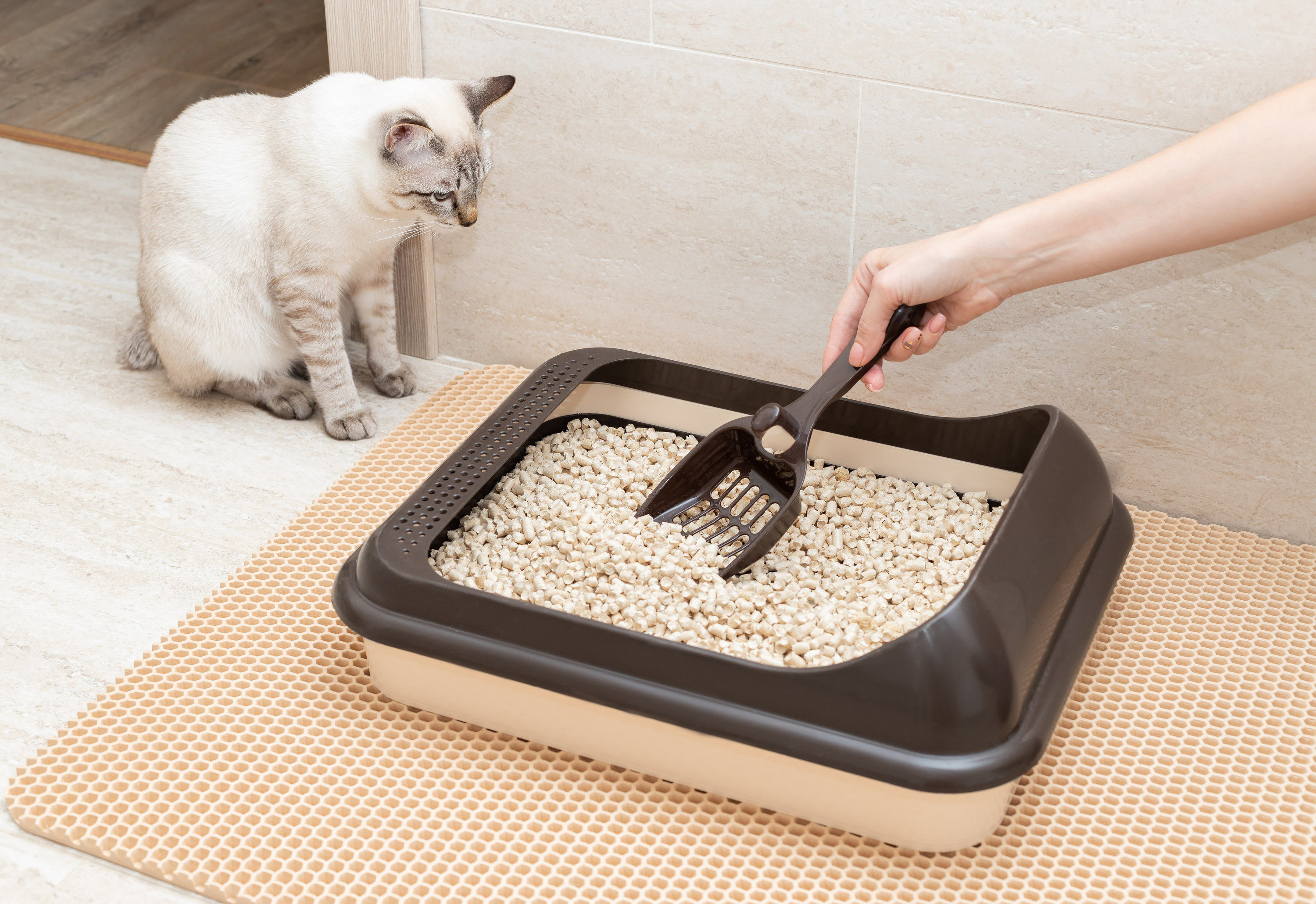 A person cleaning the litter box as a cat watches