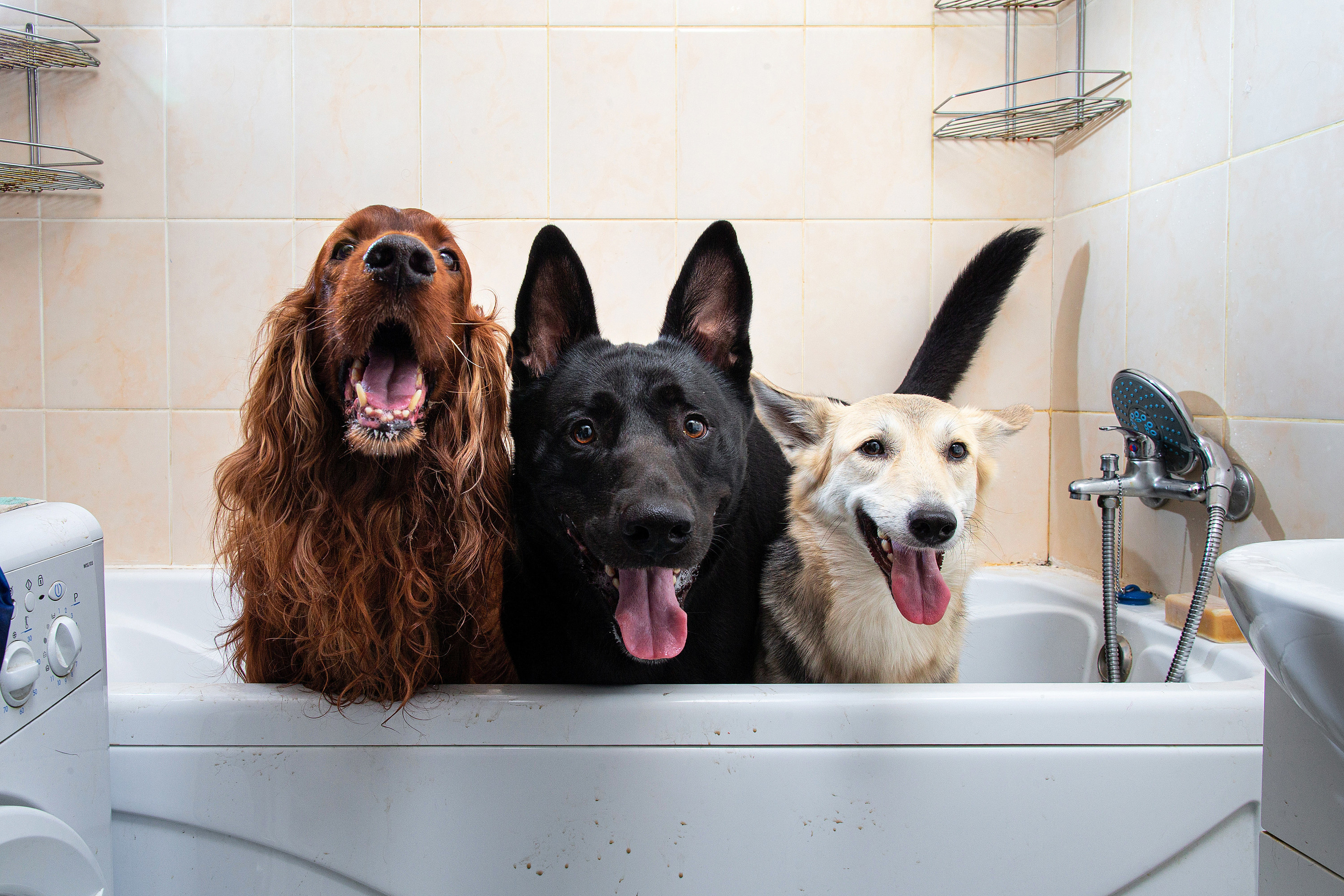 Three dogs inside a tub