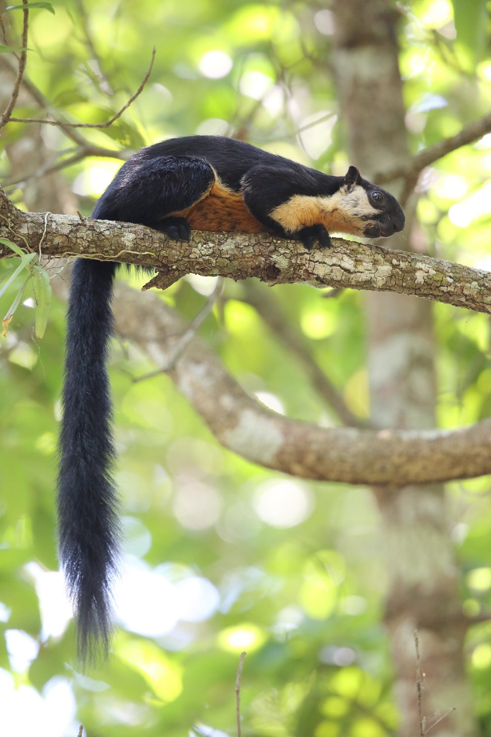 What Squirrels Look Like Around the World