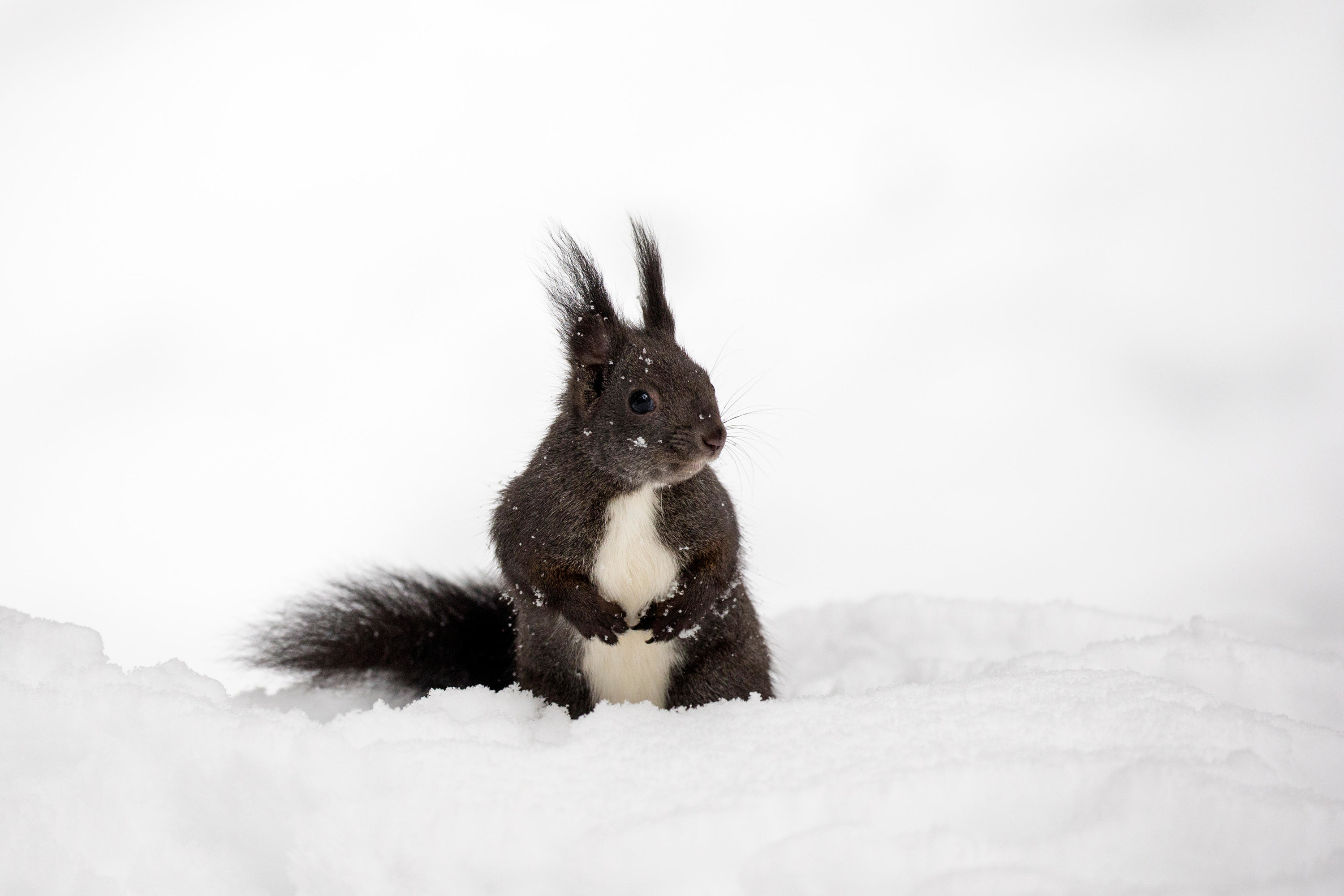 squirrel in the snow with long ear hair
