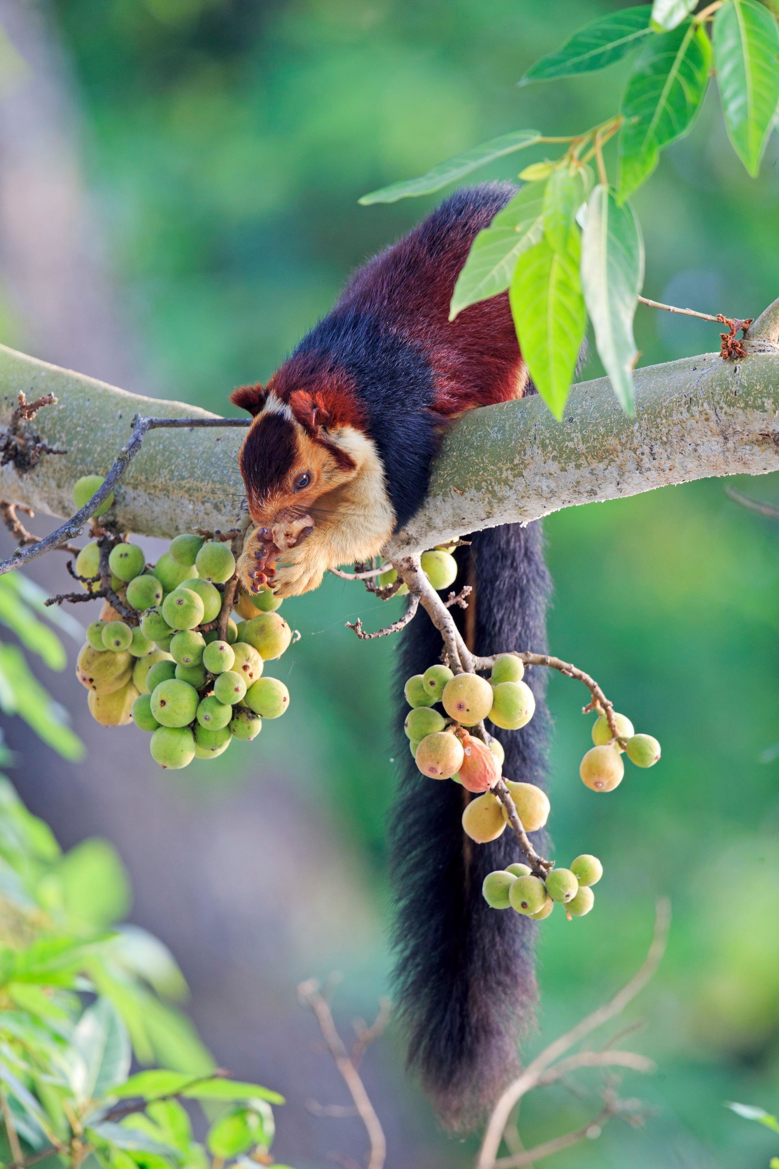 colorful squirrel eating tree fruit