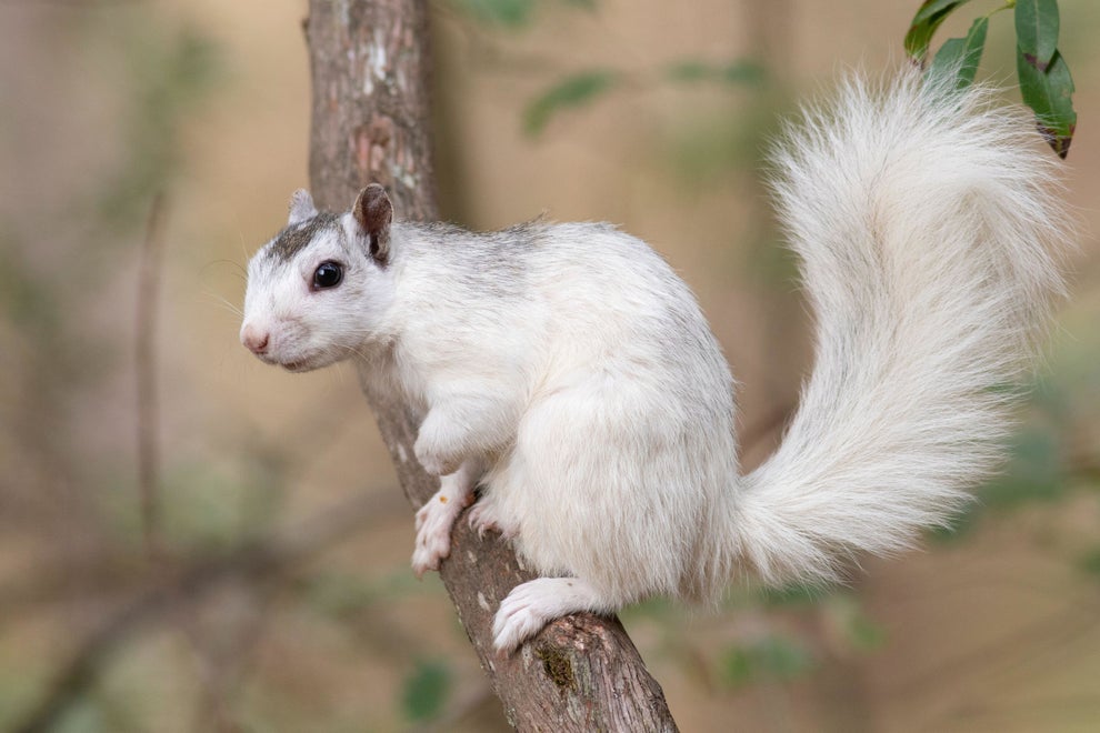What Squirrels Look Like Around the World